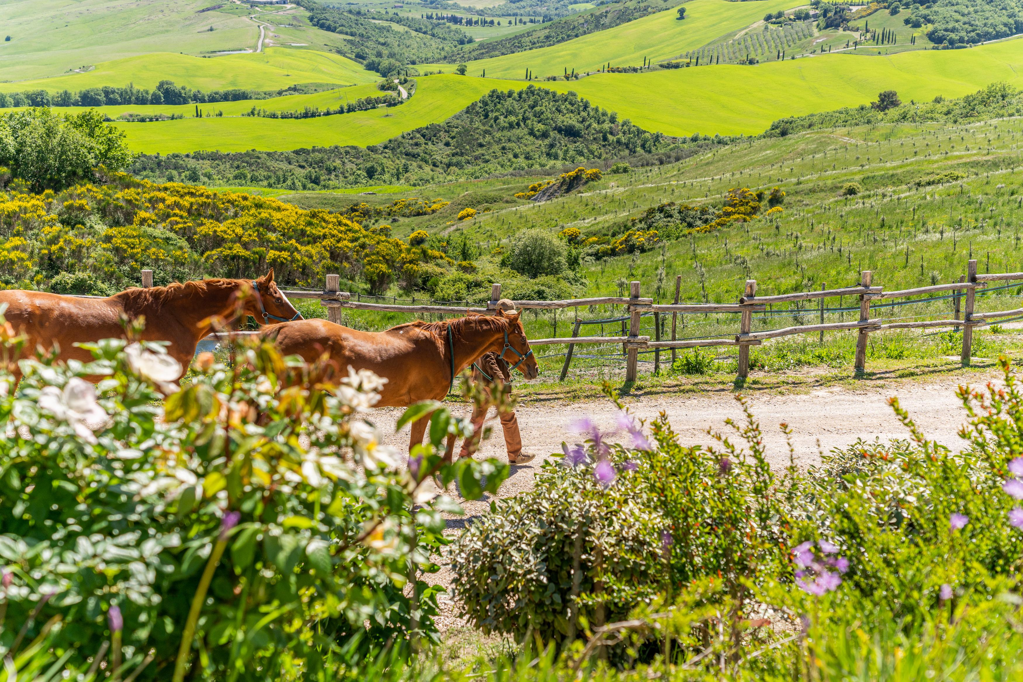 Podere Val D'Orcia - Tuscany Equestrian サルテアーノ エクステリア 写真